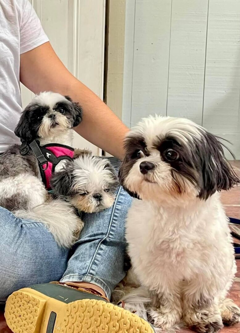 Puppy's Paradise Home Boarding & Daycare