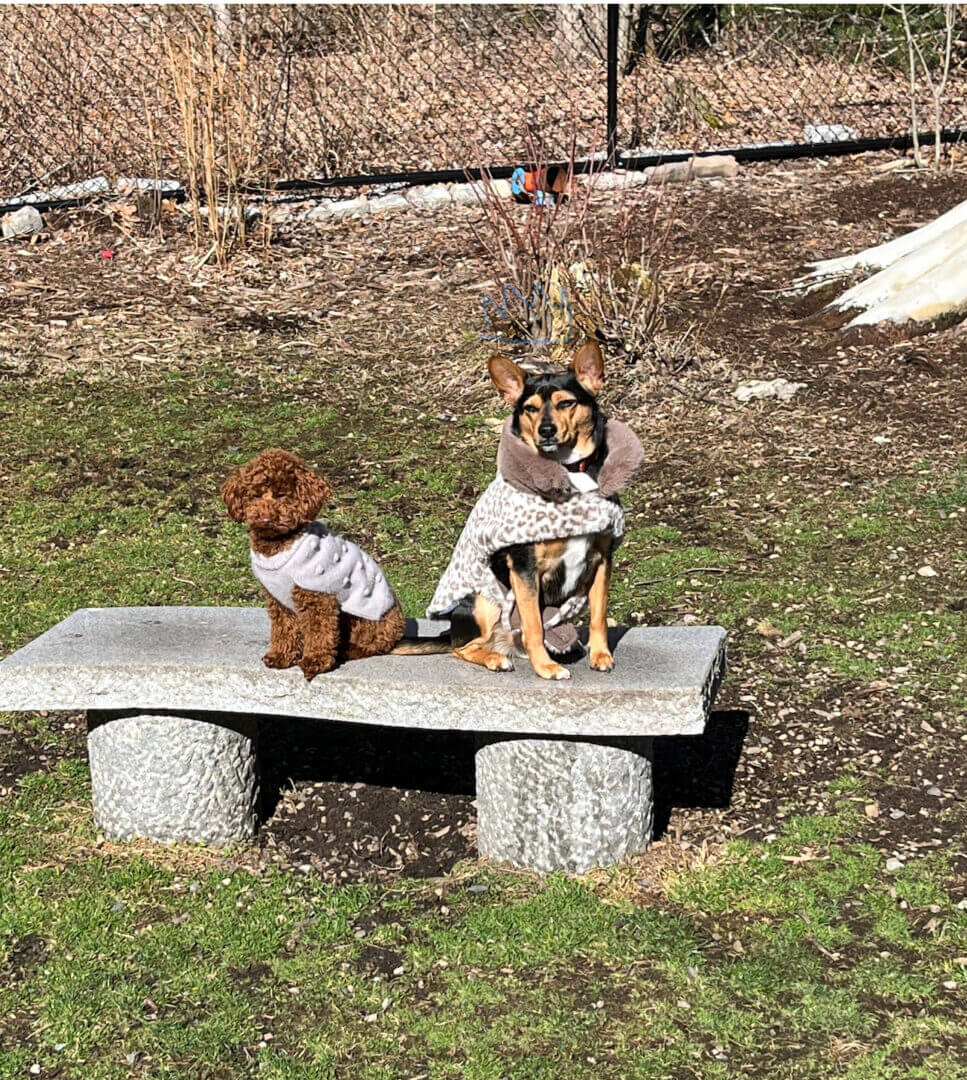 Two dogs sitting on a stone bench outdoors on a sunny day.