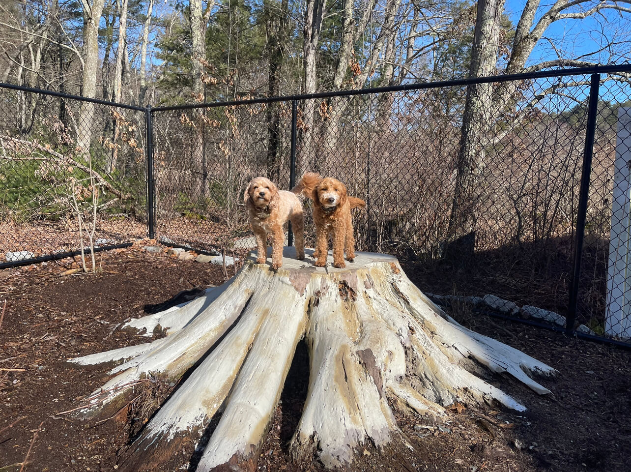 Two dogs sitting on a large tree stump in a wooded area.