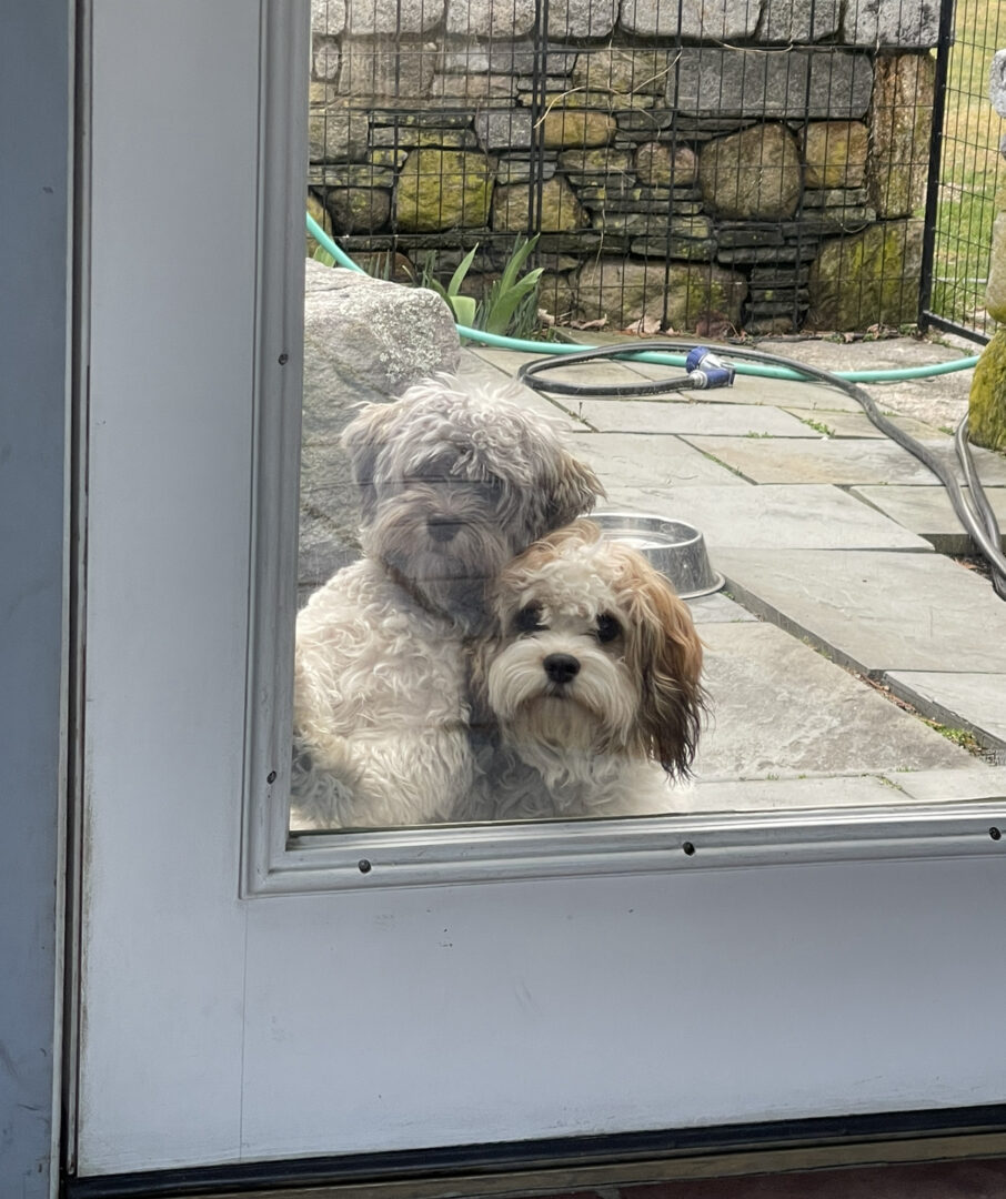 Two small dogs looking through a glass door outside.