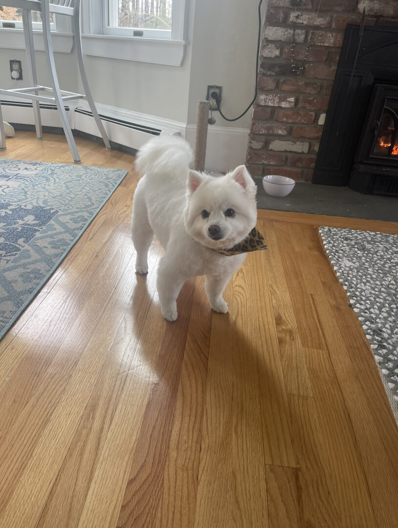 White cat walking on a wooden floor in a cozy living room.
