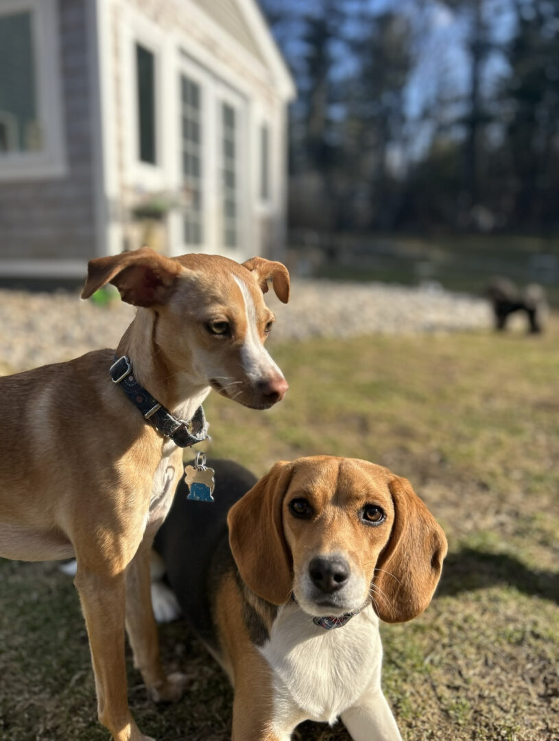 Two dogs sitting outside on grass in a sunny yard.