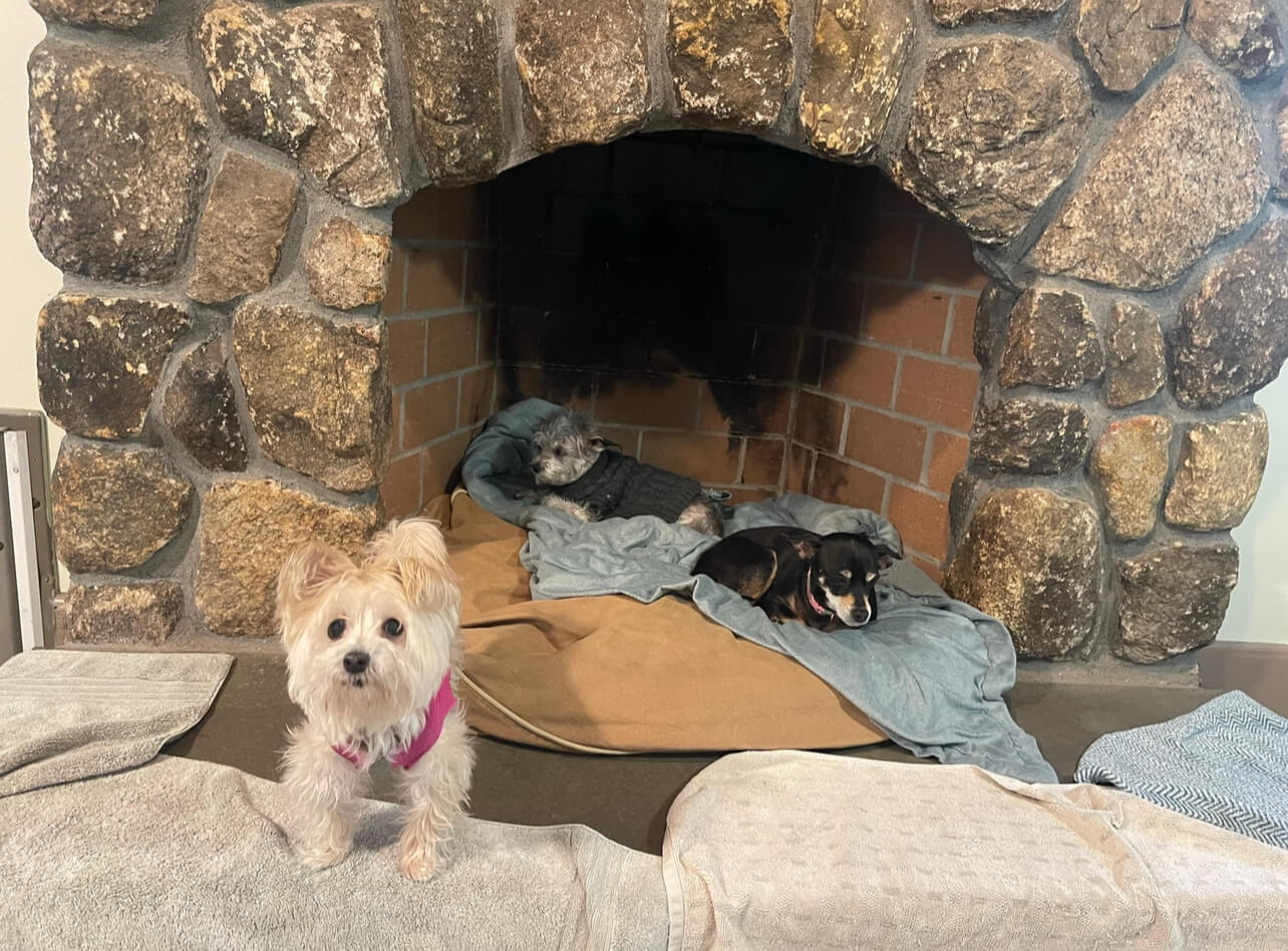 Two small dogs resting in a stone fireplace with blankets.
