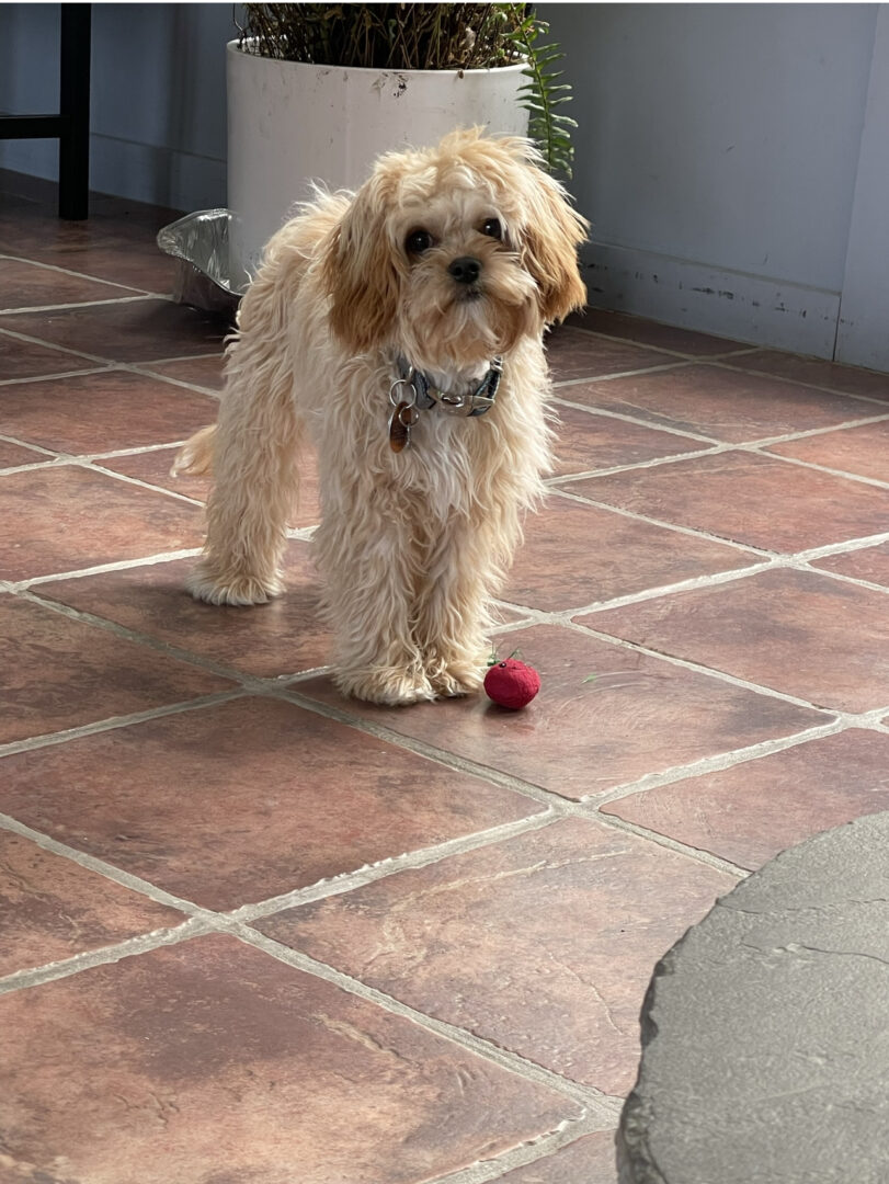 Small fluffy dog standing on tiled floor near a red ball.