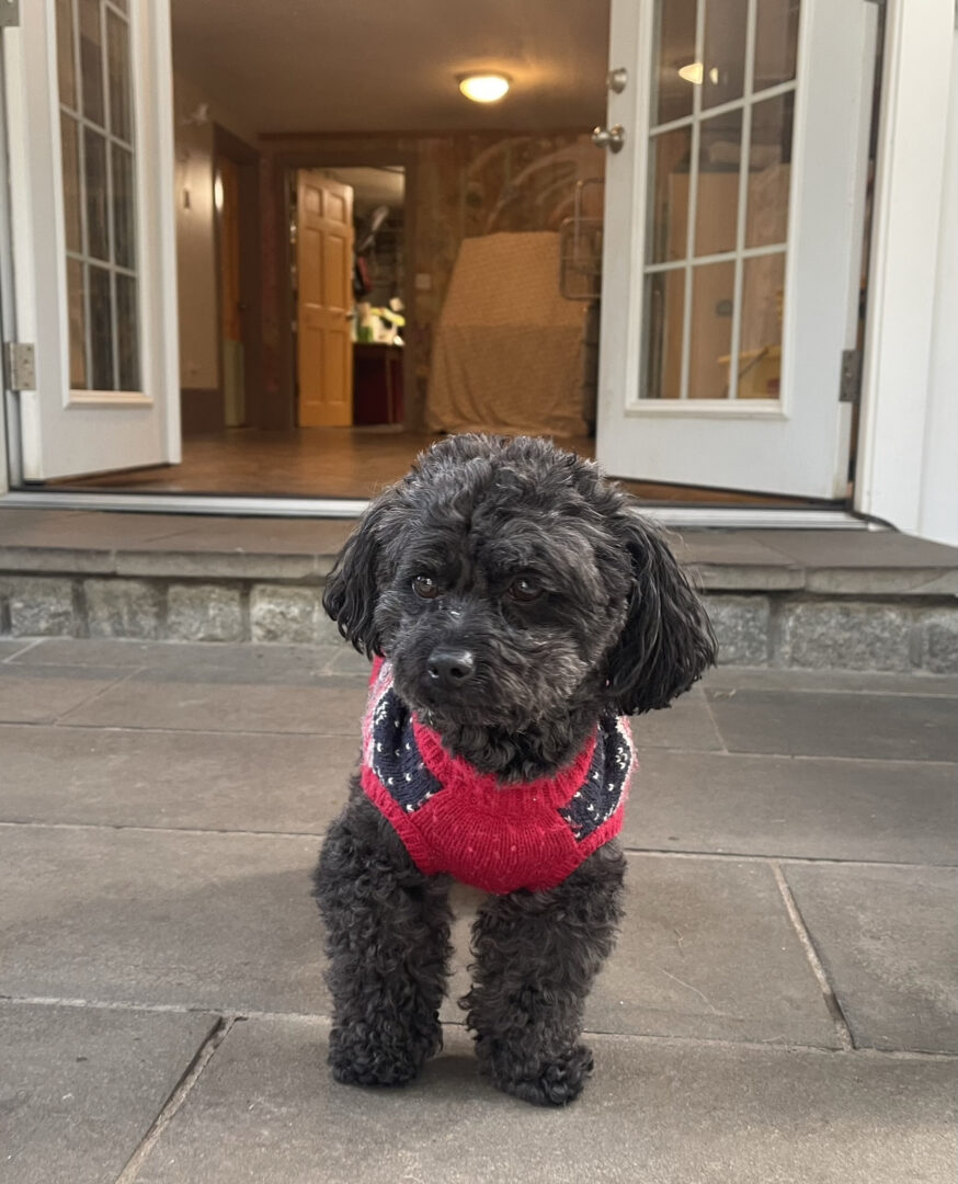 Small black dog wearing a red harness sitting on a stone floor outside a doorway.