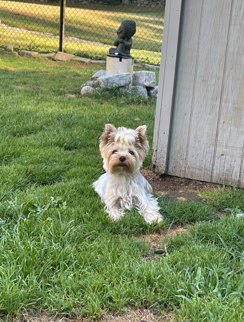 Small dog sitting on grass near a shed outdoors.