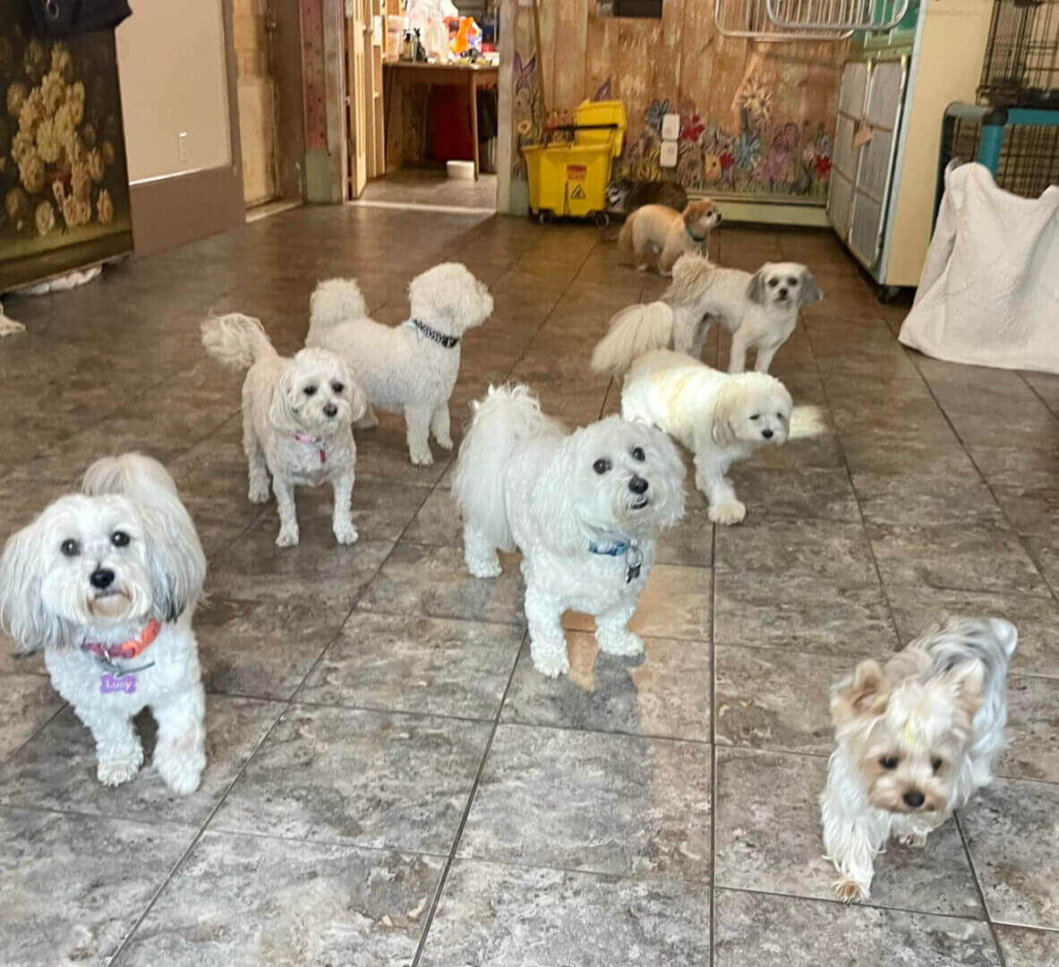 A group of small white dogs standing on a tiled floor indoors.
