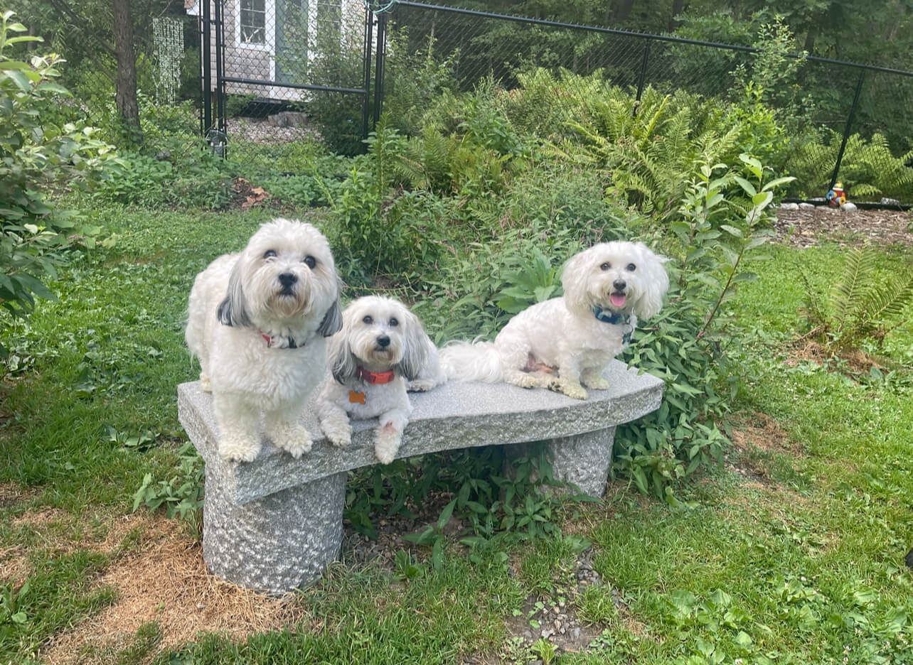 Three small white dogs sitting on a stone bench in a garden.
